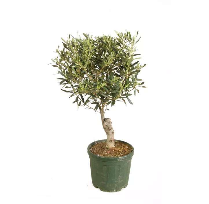 Olivenbaum