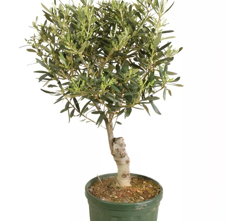 Olivenbaum Olivenbaum