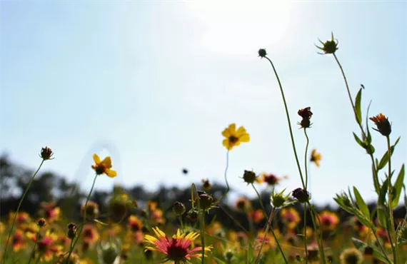 bunte blumen vor blauem himmel bunte blumen vor blauem himmel