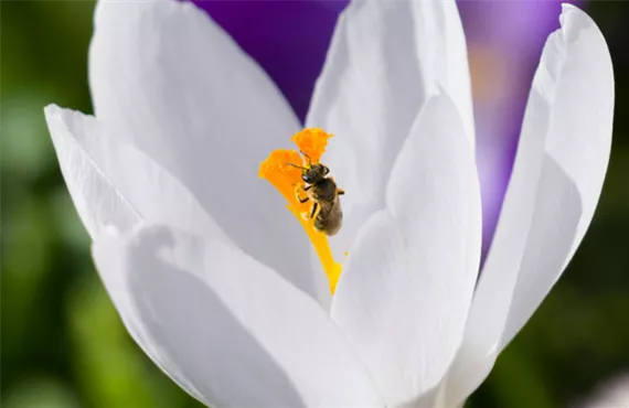 bee-happy-krokus.jpg bee-happy-krokus.jpg