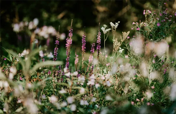 eine wiese voller wilder blumen eine wiese voller wilder blumen