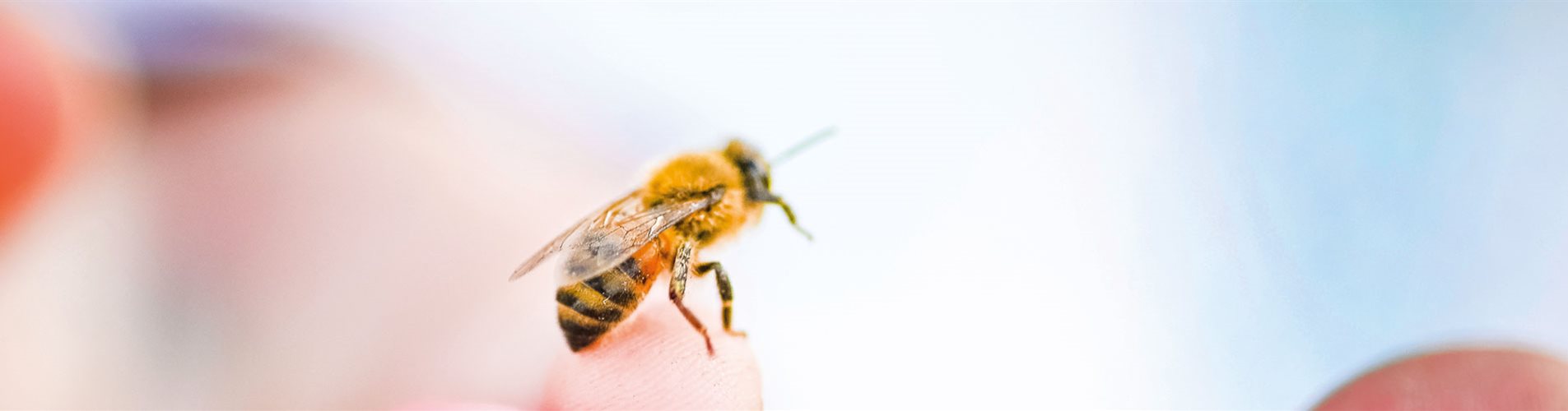 biene die auf einem unscharfen finger sitzt