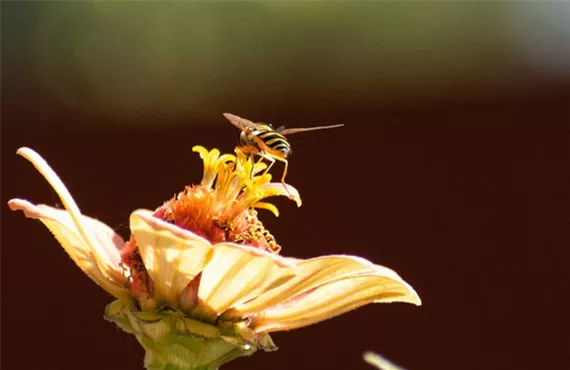 biene sitzt auf einer gelben blüte biene sitzt auf einer gelben blüte