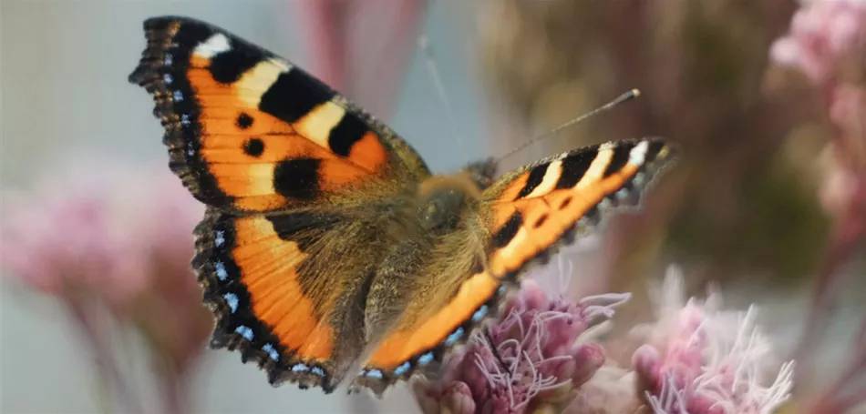 Der insekten-freundliche Balkon Der insekten-freundliche Balkon