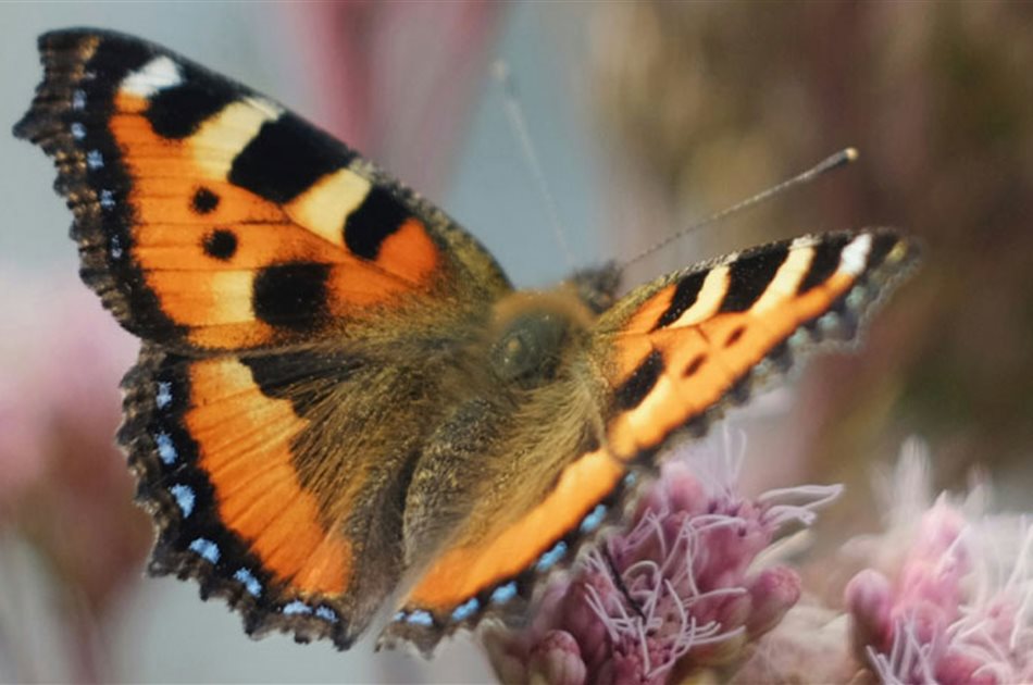Der insekten-freundliche Balkon