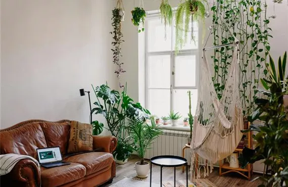 baumriesen - pflanzen im wohnzimmer baumriesen - pflanzen im wohnzimmer