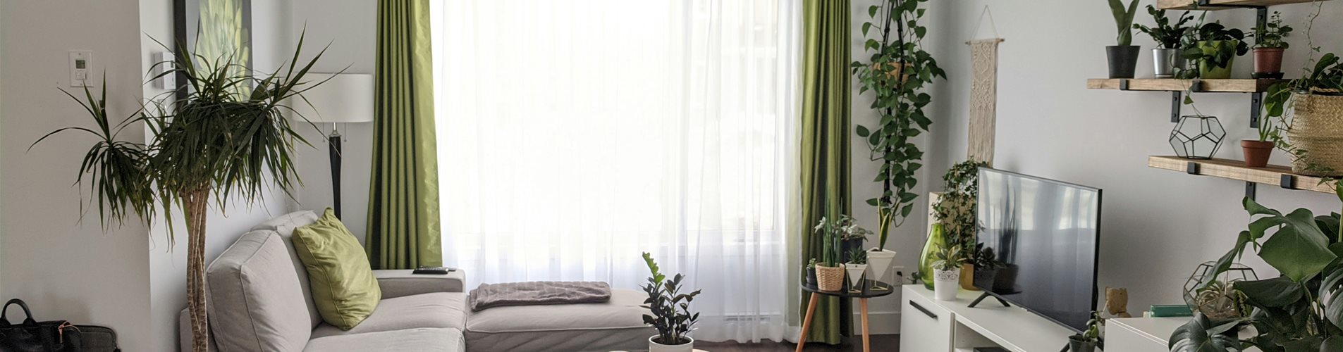 baumriesen - pflanzen im wohnzimmer 2