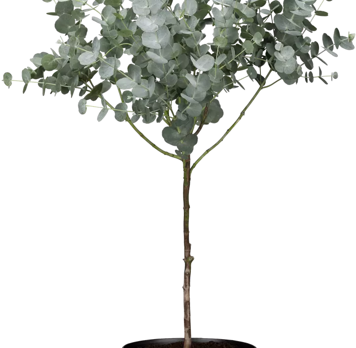 Echter Eukalyptus 'Azura' Echter Eukalyptus 'Azura'