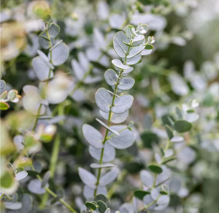 Echter Eukalyptus 'Azura'