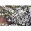 bellaflora Gartencenter GmbH