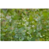 bellaflora Gartencenter GmbH