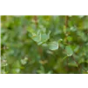 bellaflora Gartencenter GmbH