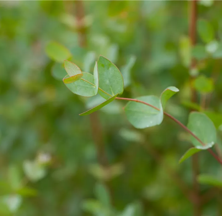 Echter Eukalyptus 'Silbertropfen'