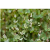 bellaflora Gartencenter GmbH