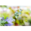 bellaflora Gartencenter GmbH