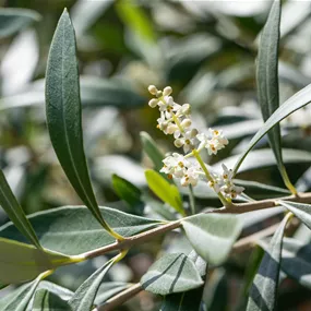 Olea europaea extra Stamm