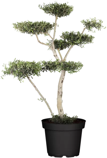 Olea europaea alter Stamm Mini Bonsai, Olivenbaum alter Stamm - Bellaflora