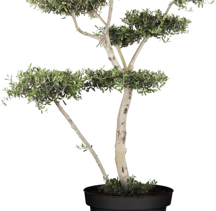 Olivenbaum alter Stamm Olivenbaum alter Stamm