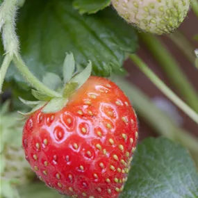 Fragaria ananassa Ampel
