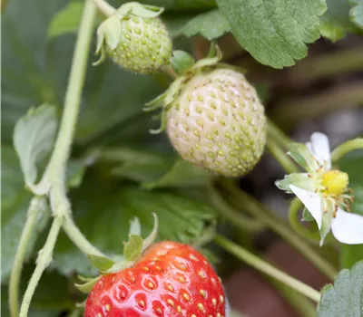 Fragaria ananassa