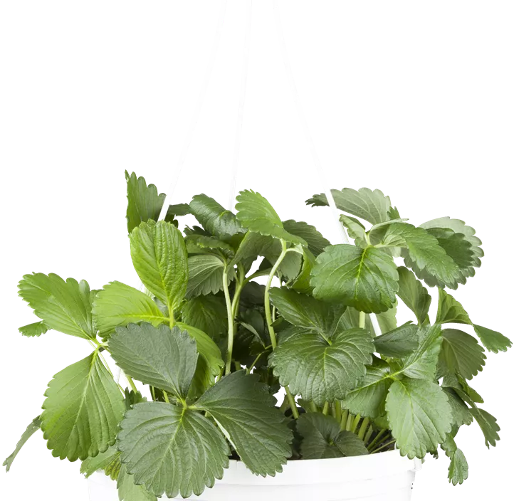 Garten-Erdbeere