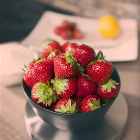 Fragaria ananassa Einmaltragend