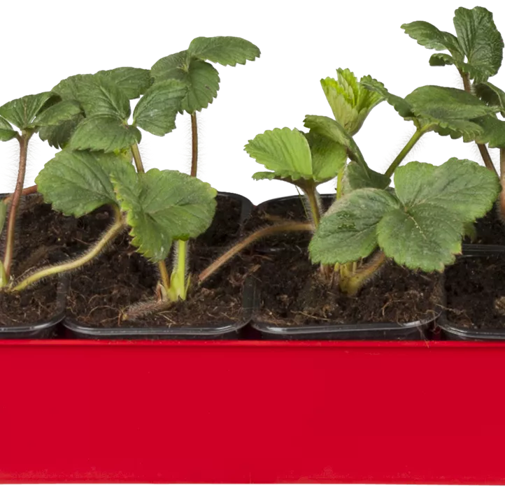 Erdbeere 'Mieze Schindler' Erdbeere 'Mieze Schindler'