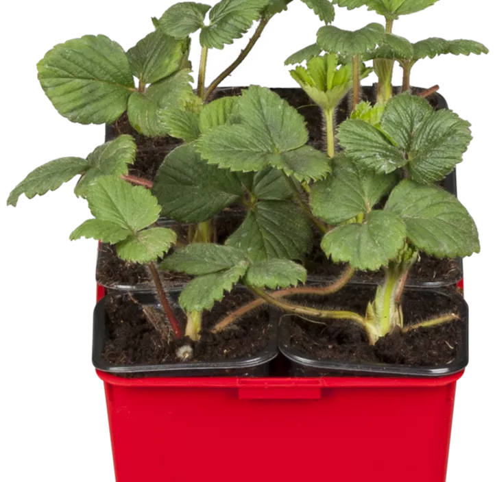 Erdbeere 'Mieze Schindler' Erdbeere 'Mieze Schindler'