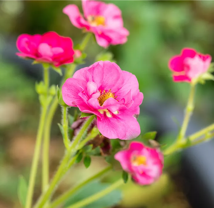 Erdbeere 'Merci® Summer Breeze'