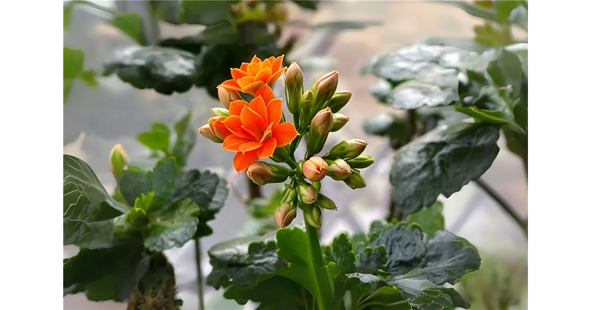 Blhende Freuden in Orange - Bellaflora