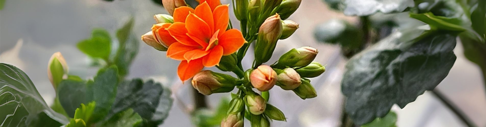 Orange - Header Kalanchoe-0-0-3594-2400 Orange - Header Kalanchoe-0-0-3594-2400