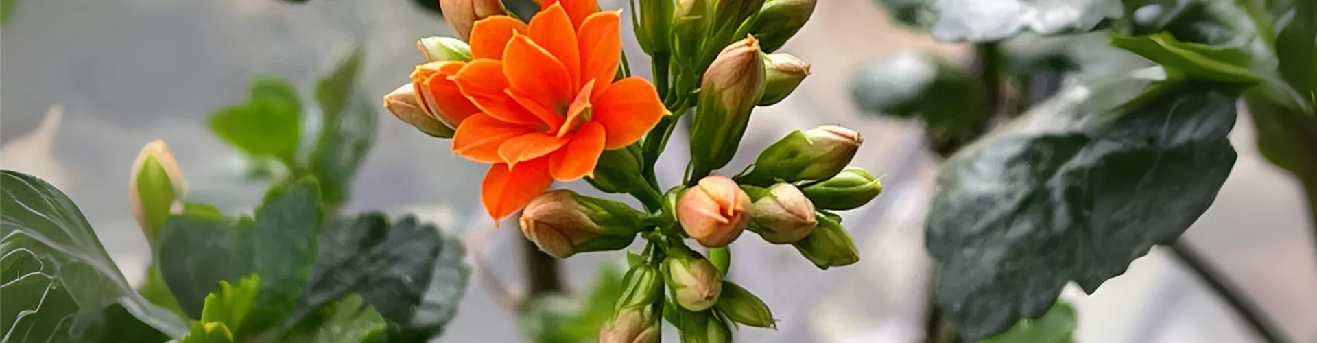 Blühende Freuden in Orange - Bellaflora