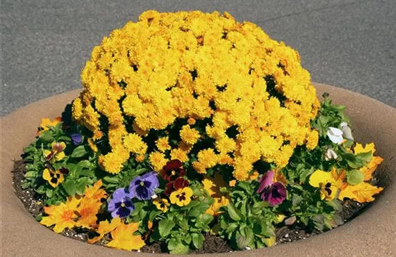 chrysanthemen und stiefmütterchen herbst.jpg