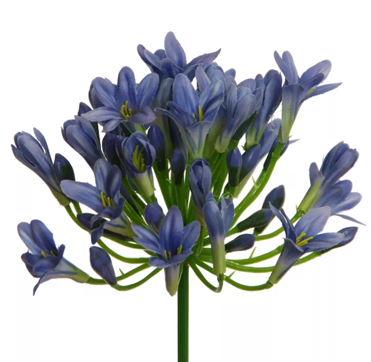 Agapanthus