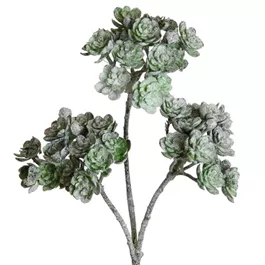 Aeonium beeist