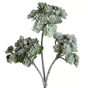 Aeonium beeist
