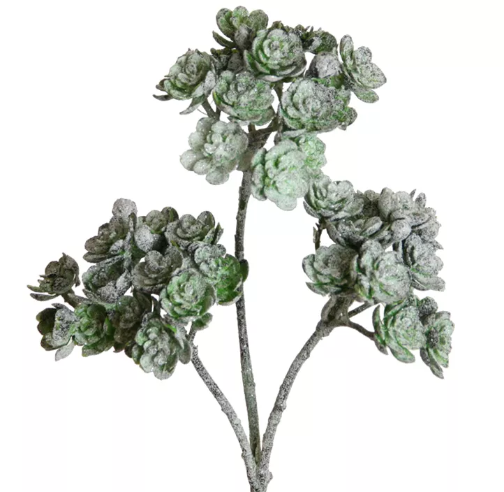Aeonium beeist