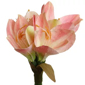 Amaryllis
