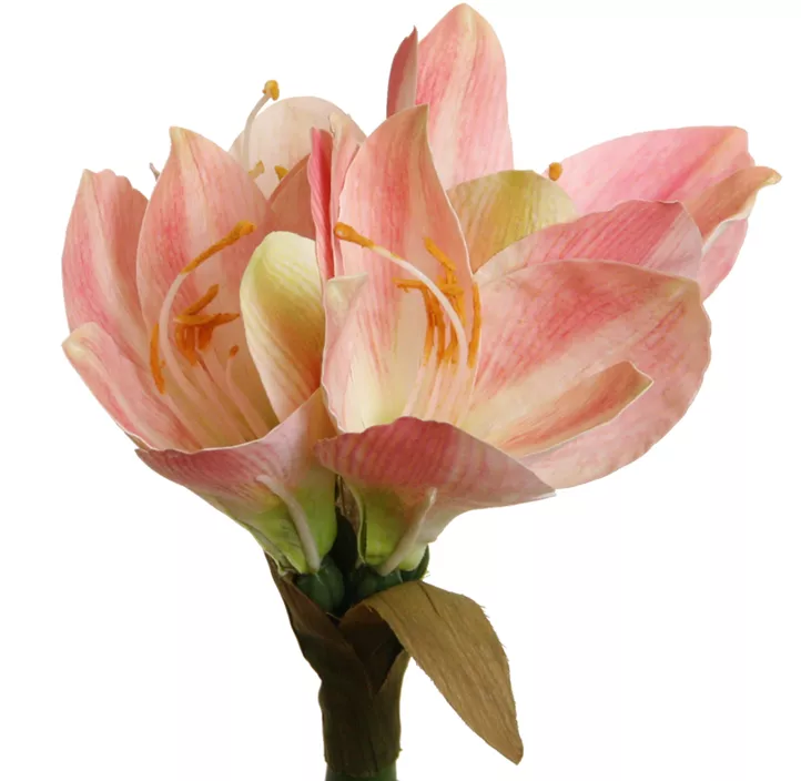 Amaryllis