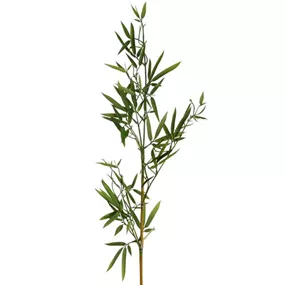 Bambuszweig