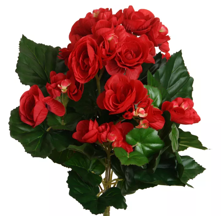 Begonie Busch 72 Blüten