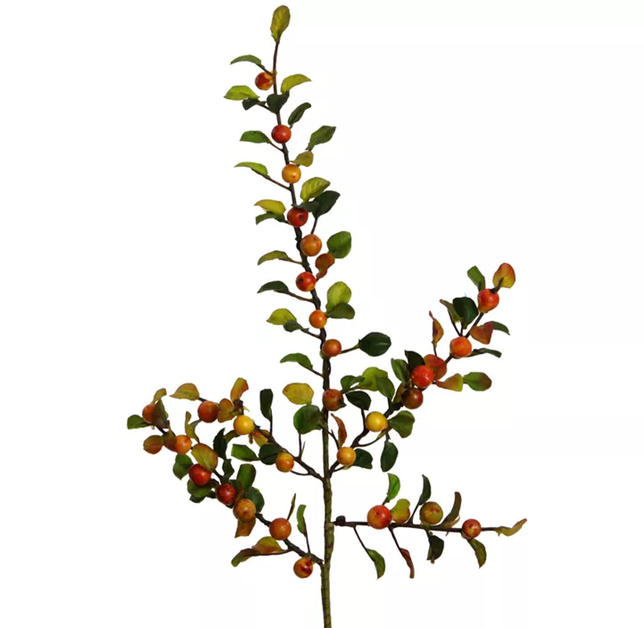 Beeren Cotoneaster