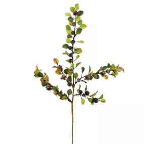 Beeren Cotoneaster