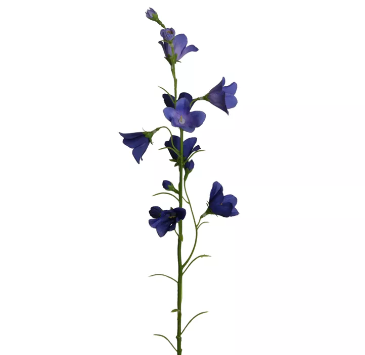 Glockenblume