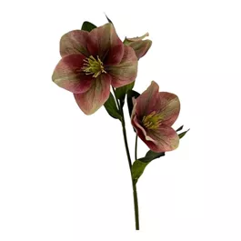Christrose