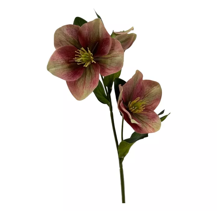 Christrose
