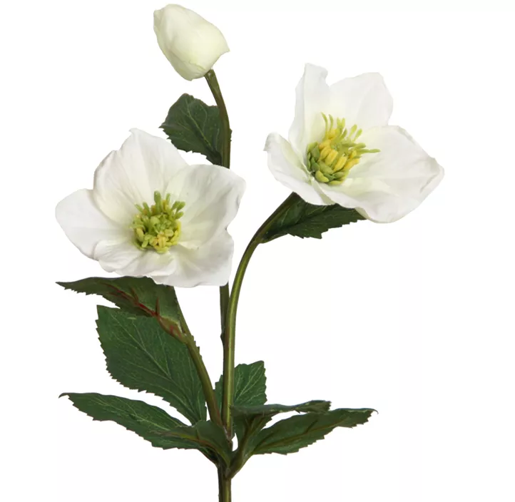 Christrose