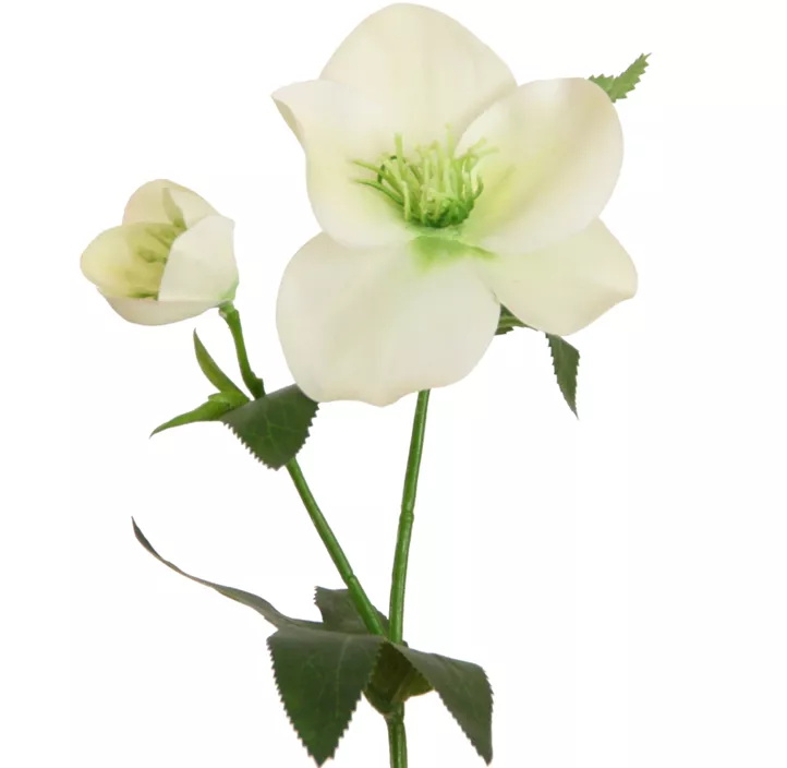 Christrose