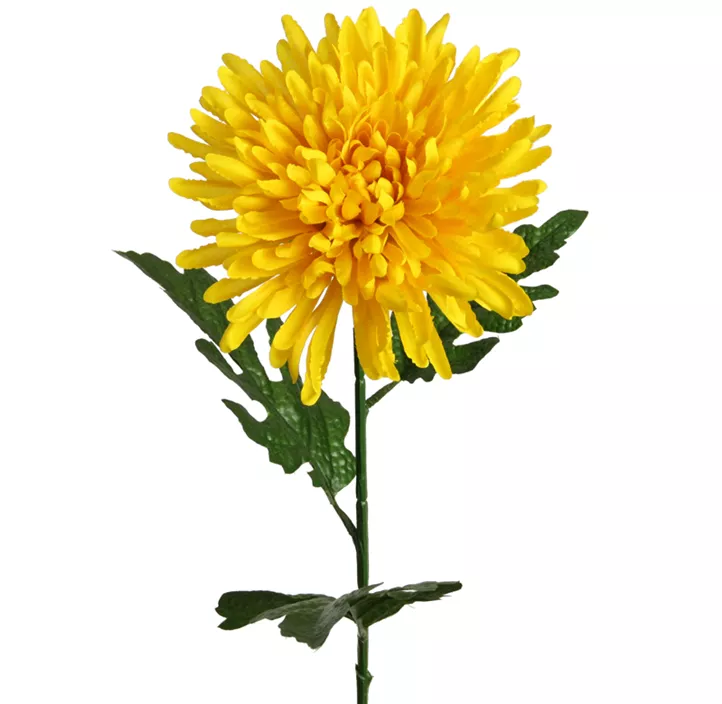 Chrysantheme gelb