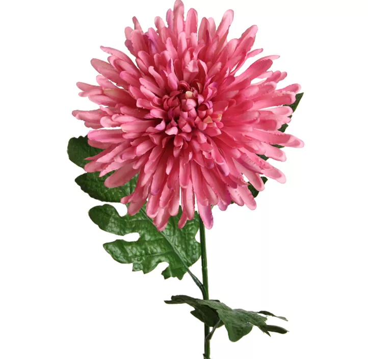 Chrysantheme, 70 cm